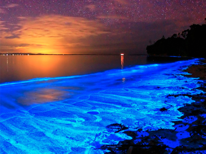 15 Brilliant Bioluminescent Beaches And Bays Worldwide